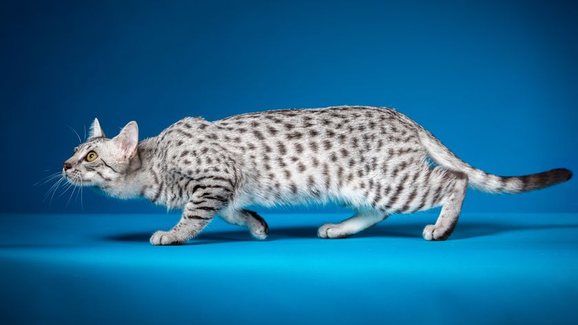 a cat with gray spots crouches on a blue background