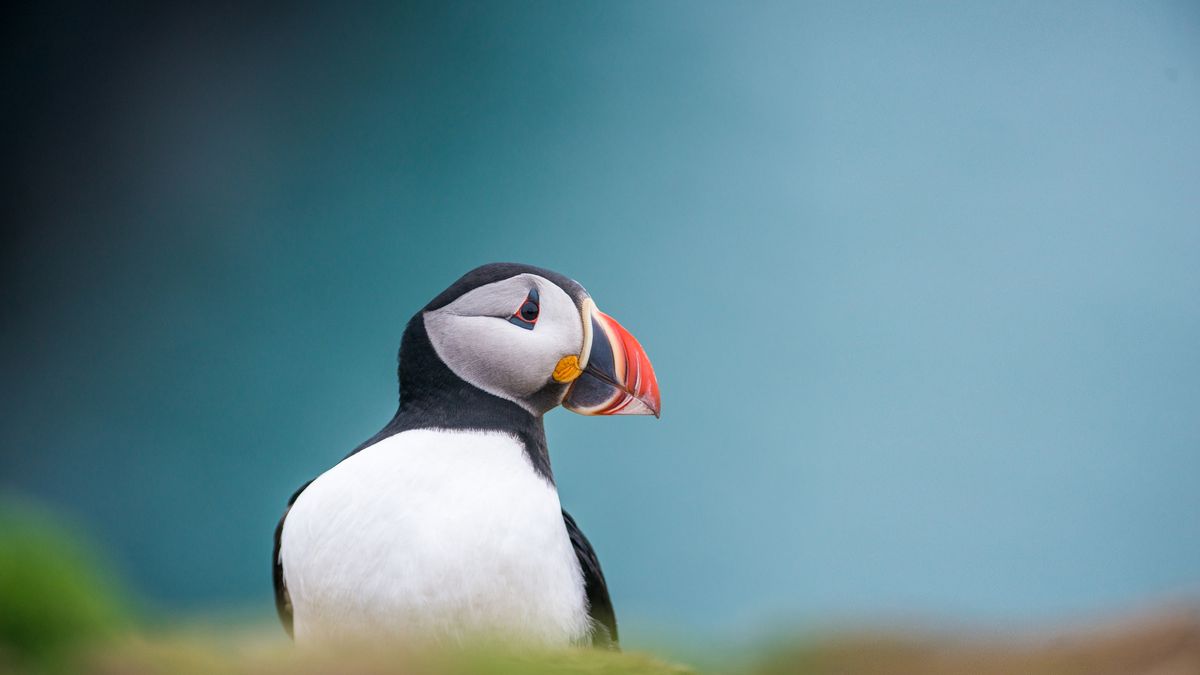 puffin portrait