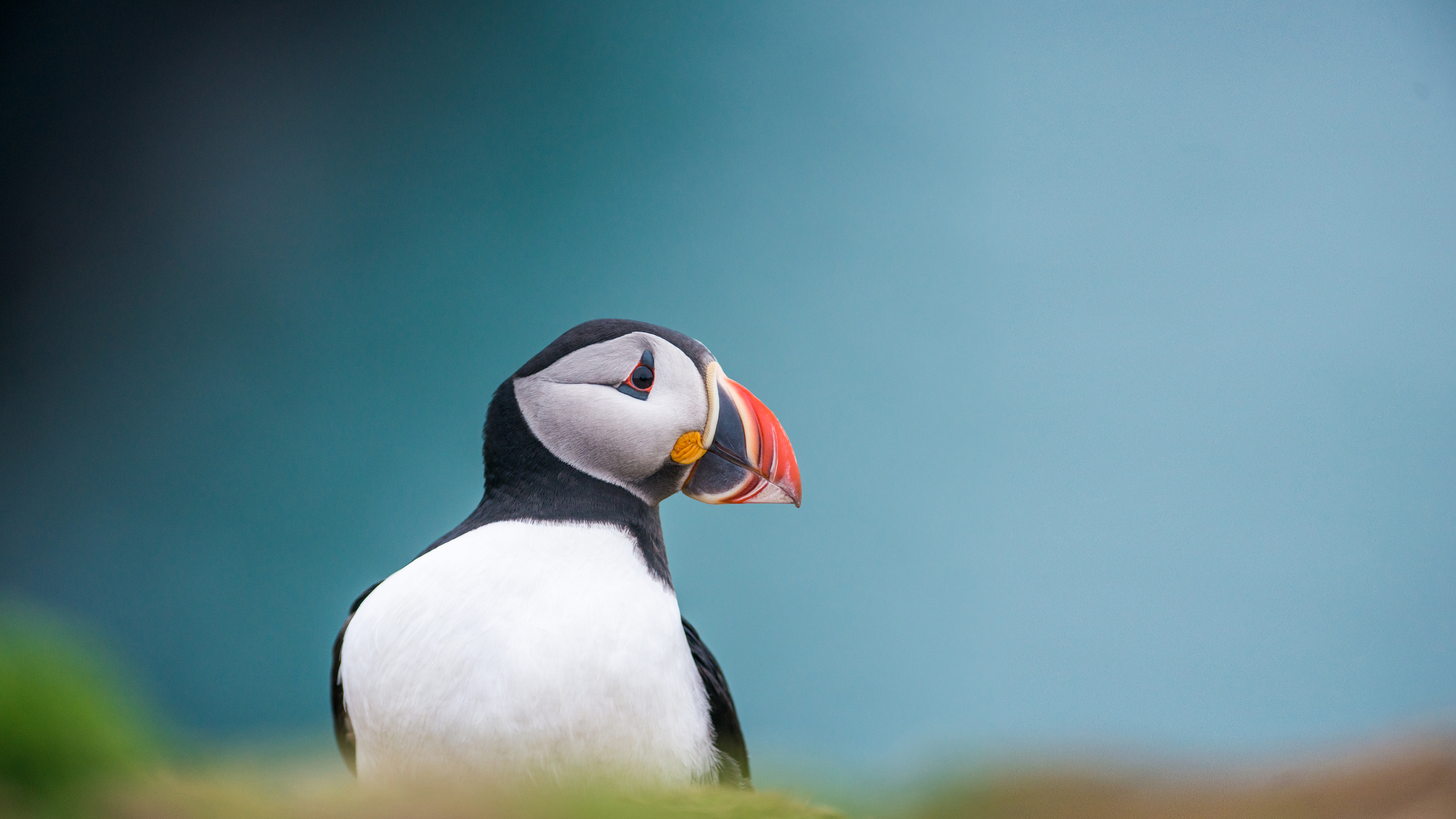 puffin portrait