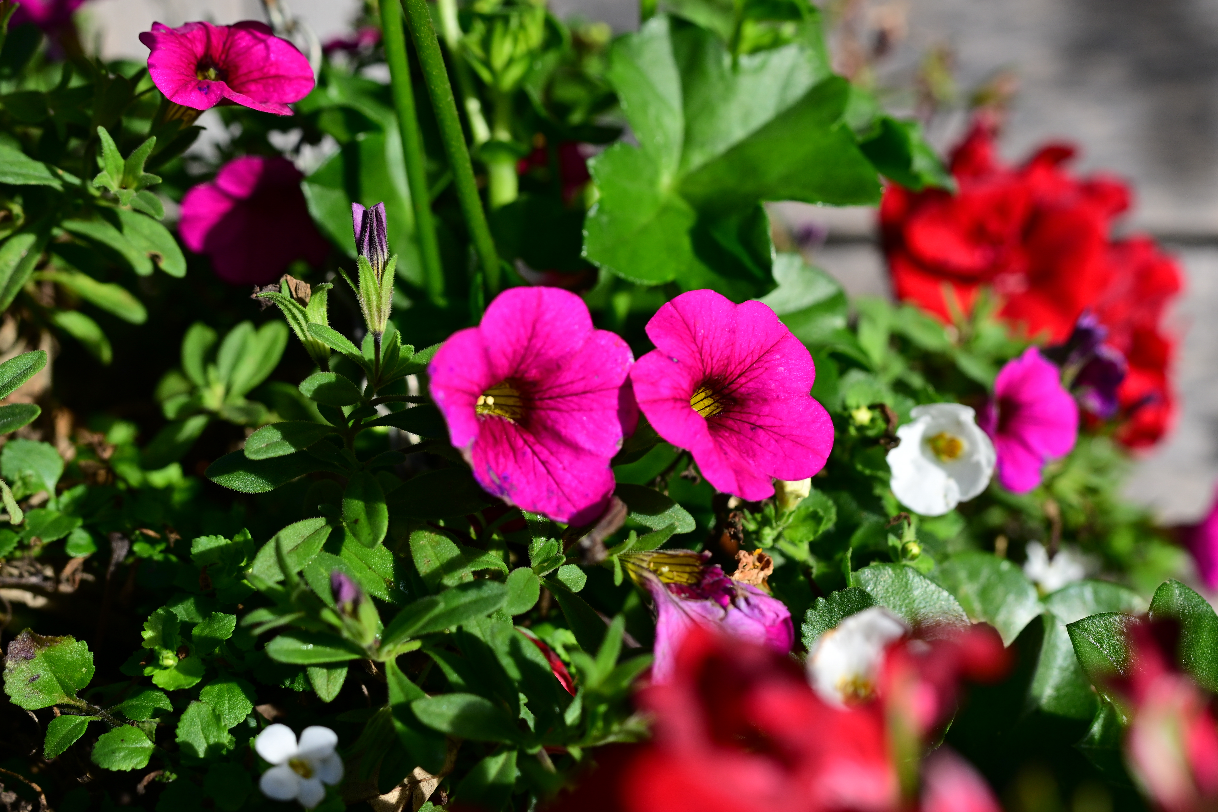 A vivid color photo of two purple flowers taken on the Nikon Z50II