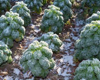 kale plants covered in frost