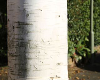 details of the white bark on a silver birch tree
