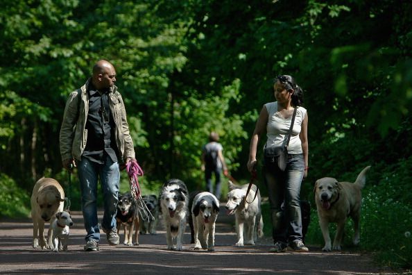 People walking dogs.