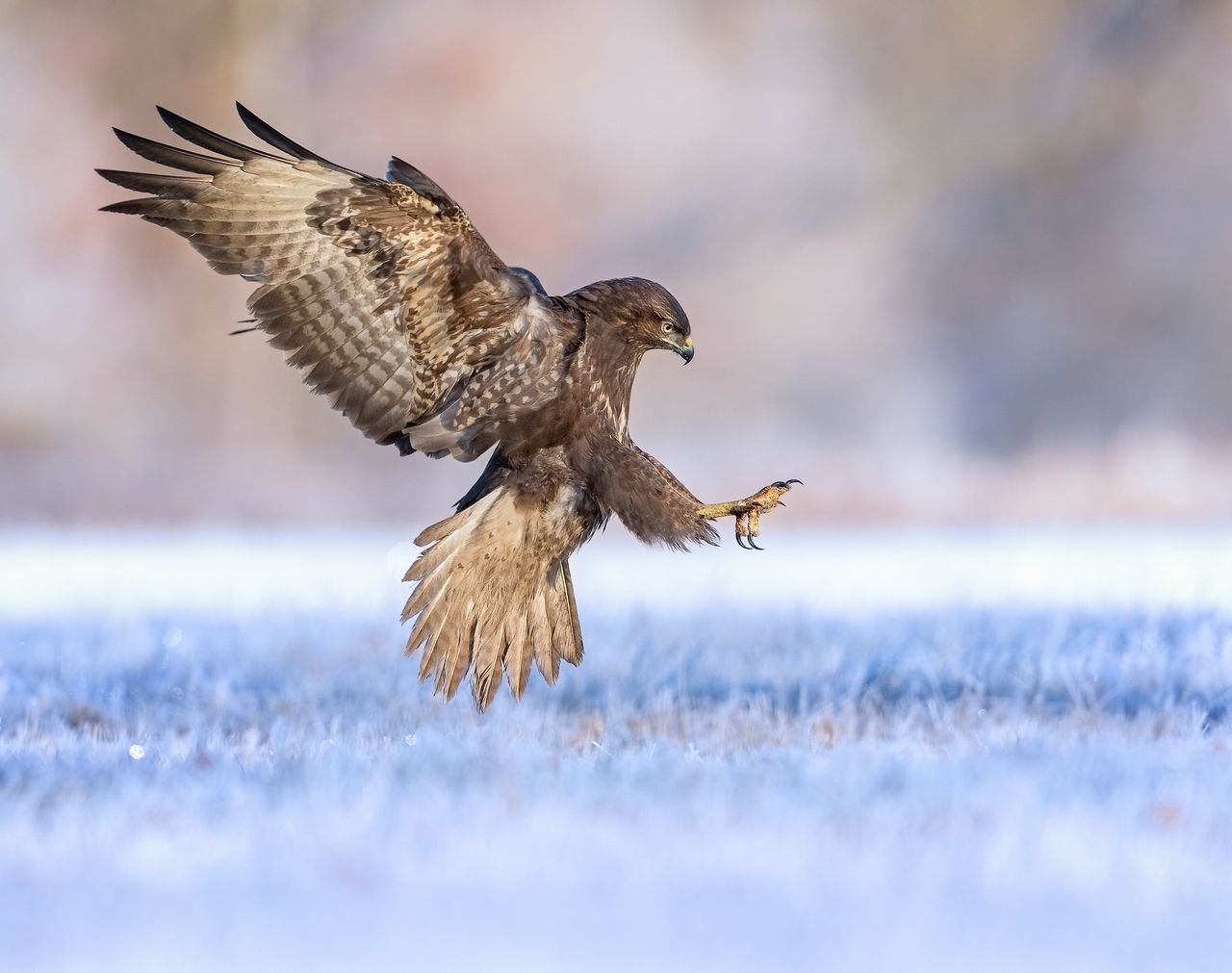 Thomas Hinsche won the Best Portfolio 2019 award for his six spectacular shots