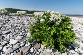 EY0668 Sea beet Beta vulgaris ssp. maritima growing on shingle beach North Wales coast.