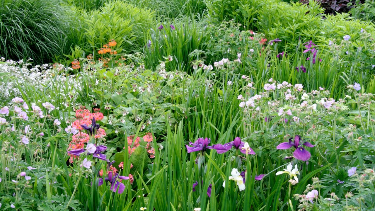 Flood-resilient plants The Wet Garden Holbrook UK