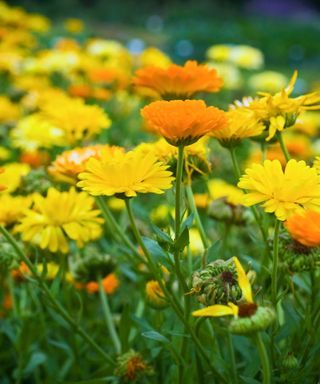 Yellow and orange flowers of the compact and bushy Calendulas in the Fiesta Gitana Group AGM