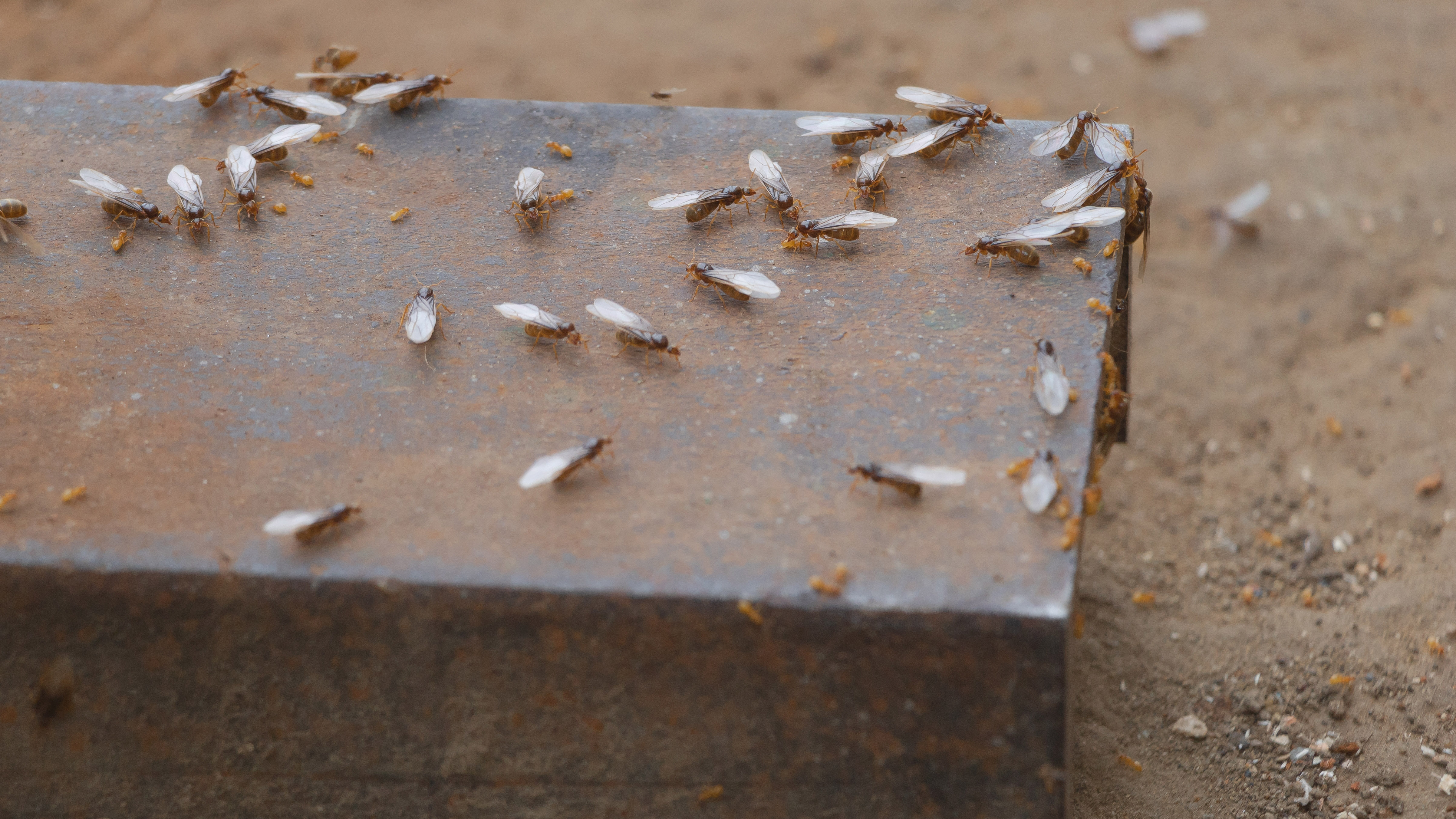 Flying ants