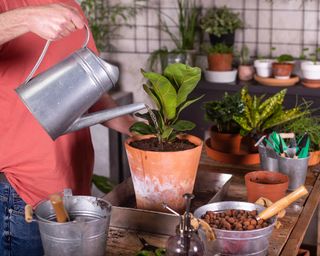 person in red shirt watering a fiddle leaf fig on a potting table