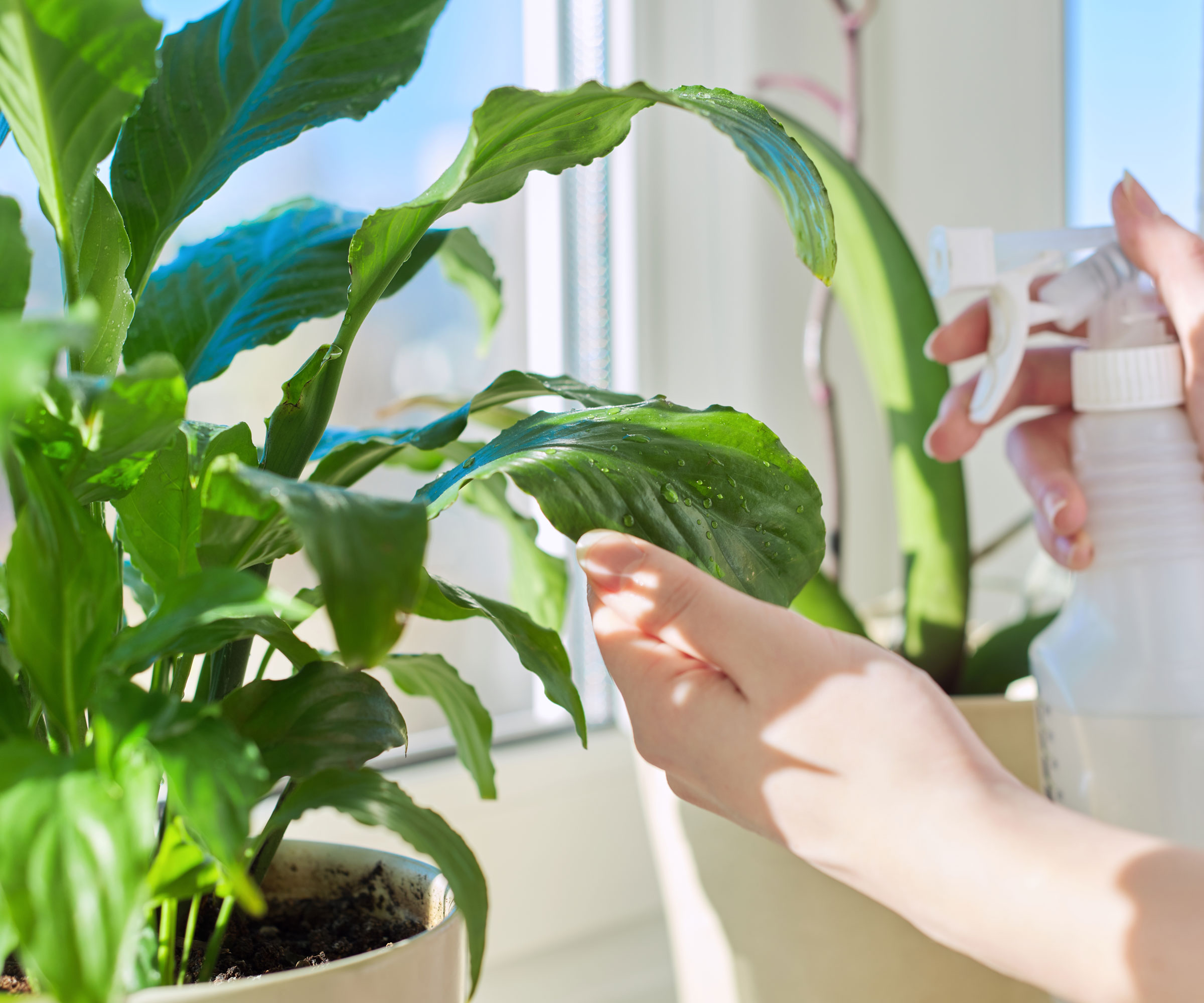 peace lily on sunny window sill being sprayed by misting bottle
