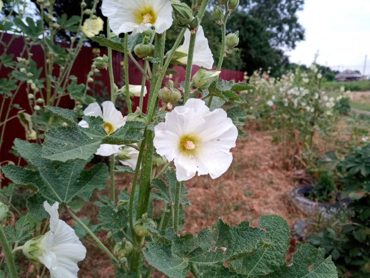 White Hollyhock Flowers