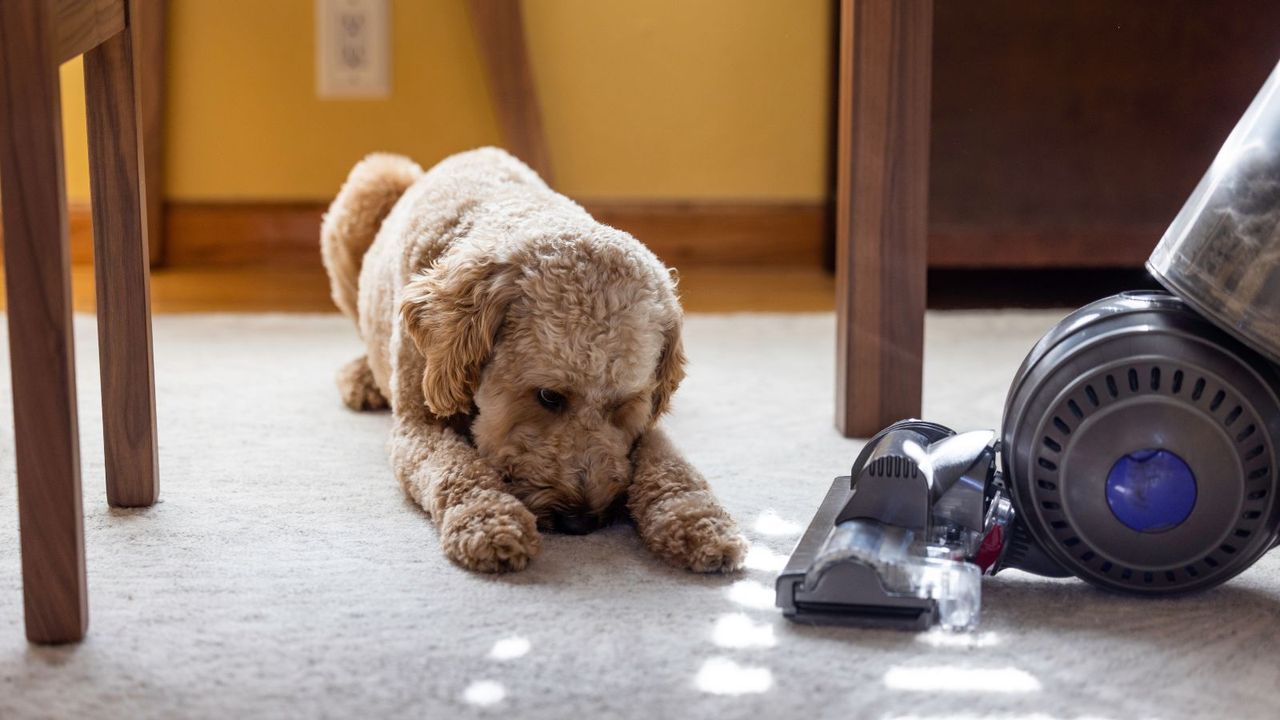 A dog with a vacuum