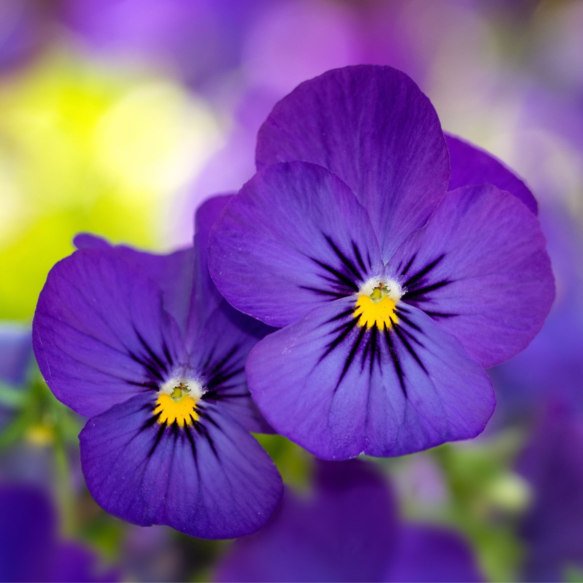 Purple viola flowers