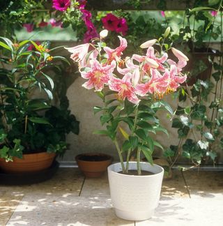 How to grow lilies: lilies growing in containers
