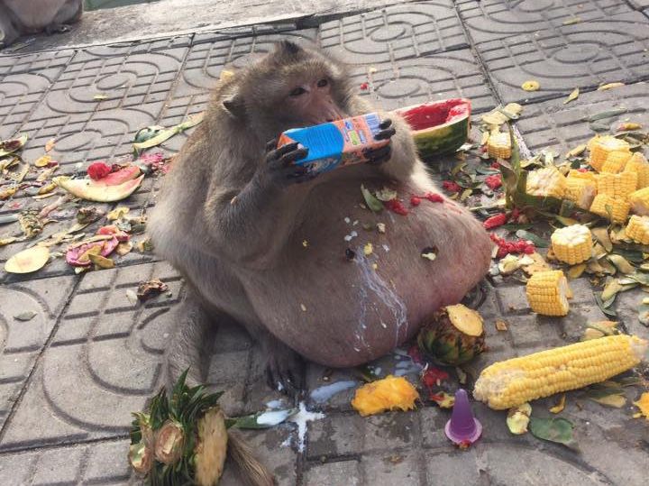 Tourists at a food market in Thailand make a habit of feeding this now-obese macaque loads of sugary and fatty foods.