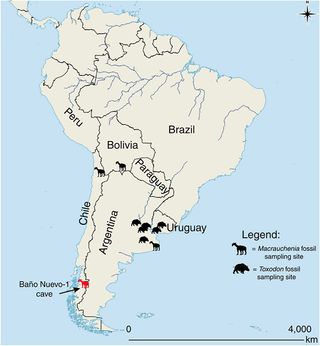 Researchers analyzed specimens of the South American ungulates Toxodon and Macrauchenia from several sites, searching for viable samples of these extinct animals' DNA in the fossils.