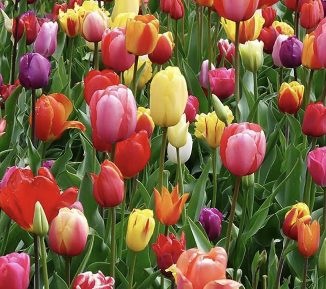 tulips in bloom