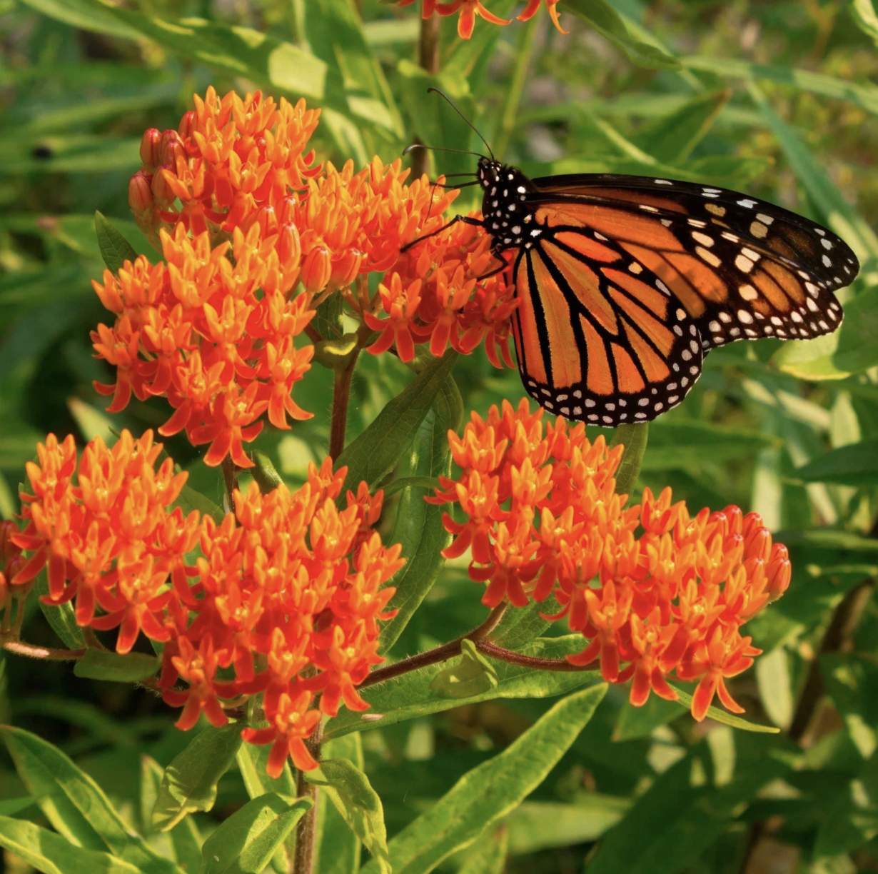 A monarch butterfly on Butterfly Milkweed flowers