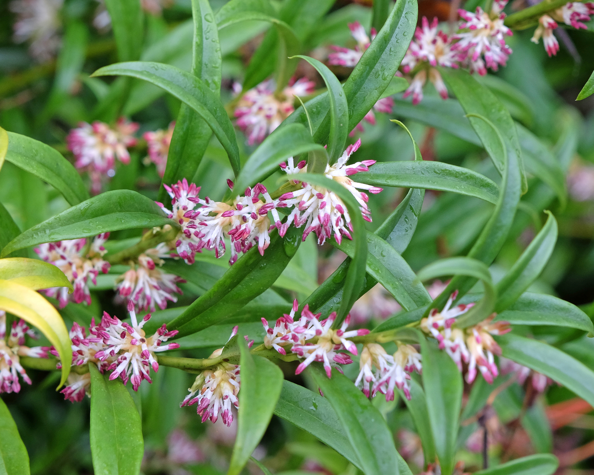 White and purple Sarcococca sweet box, in flower.