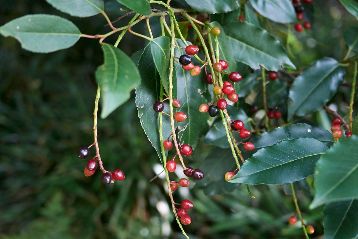 Portuguese Laurels In The Garden Planting A Portuguese Laurel Hedge Gardening Know How