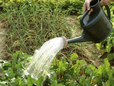 Gardener Watering Beets