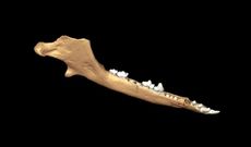 The researchers digitally reconstructed the jawbones of 200 million-year-old mammals that lived during the Jurassic Period.