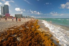 Seaweed on Miami coast.