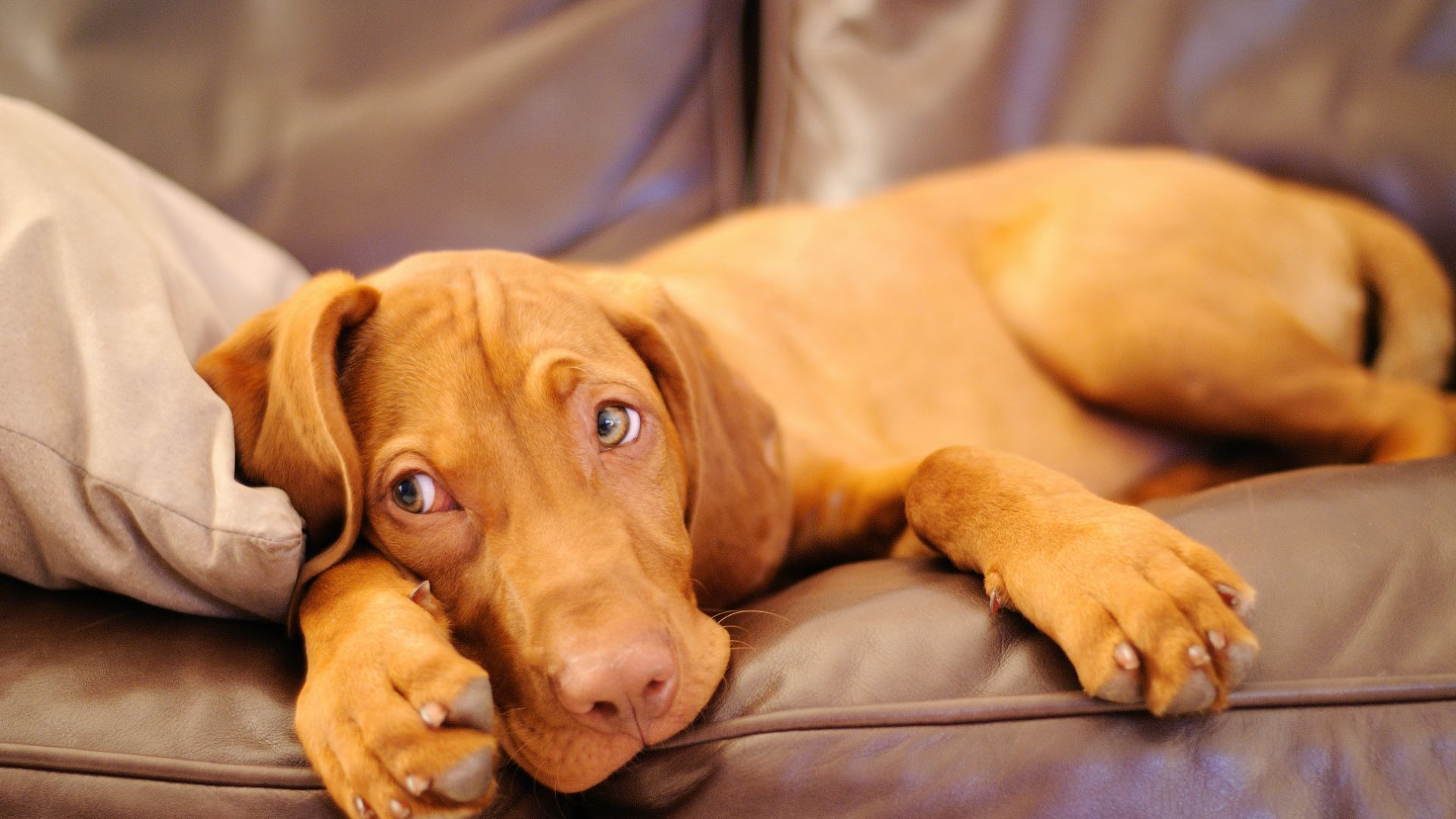 Vizsla puppy lying on the couch