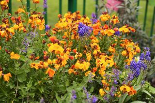 Orange and blue flowers in a flower bed