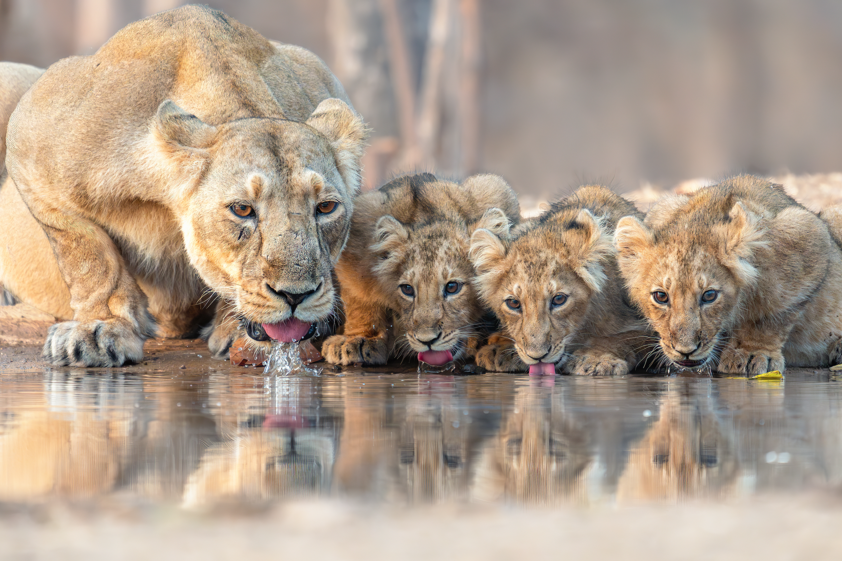 Jie Fischer - Family Gathering “This photo was taken in Gir National Park, Gujarat, India, which is the last stronghold of the Asiatic lion. These elusive lions, with their greyish coats, blend seamlessly into the forest - a stark contrast to their African relatives, whose tawny colour suits the open savannas. Lying low in the undergrowth near a waterhole, we waited patiently in the stifling heat, hoping the lioness would lead her cubs to drink. The dim forest light, paired with the natural skittishness of these endangered lions, made photography extremely challenging. Our patience and restraint were rewarded with a moment of quiet magic - a glimpse into the intimate life of a species fighting for survival.”