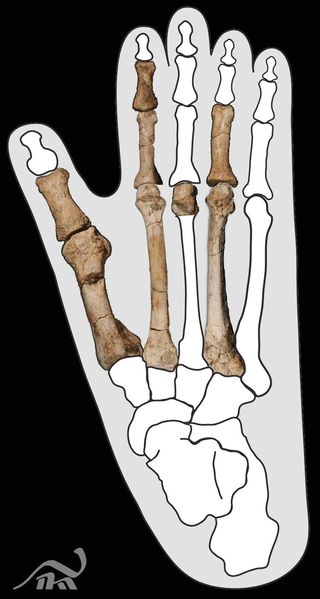 The Burtele partial foot embedded in an outline of a gorilla foot.