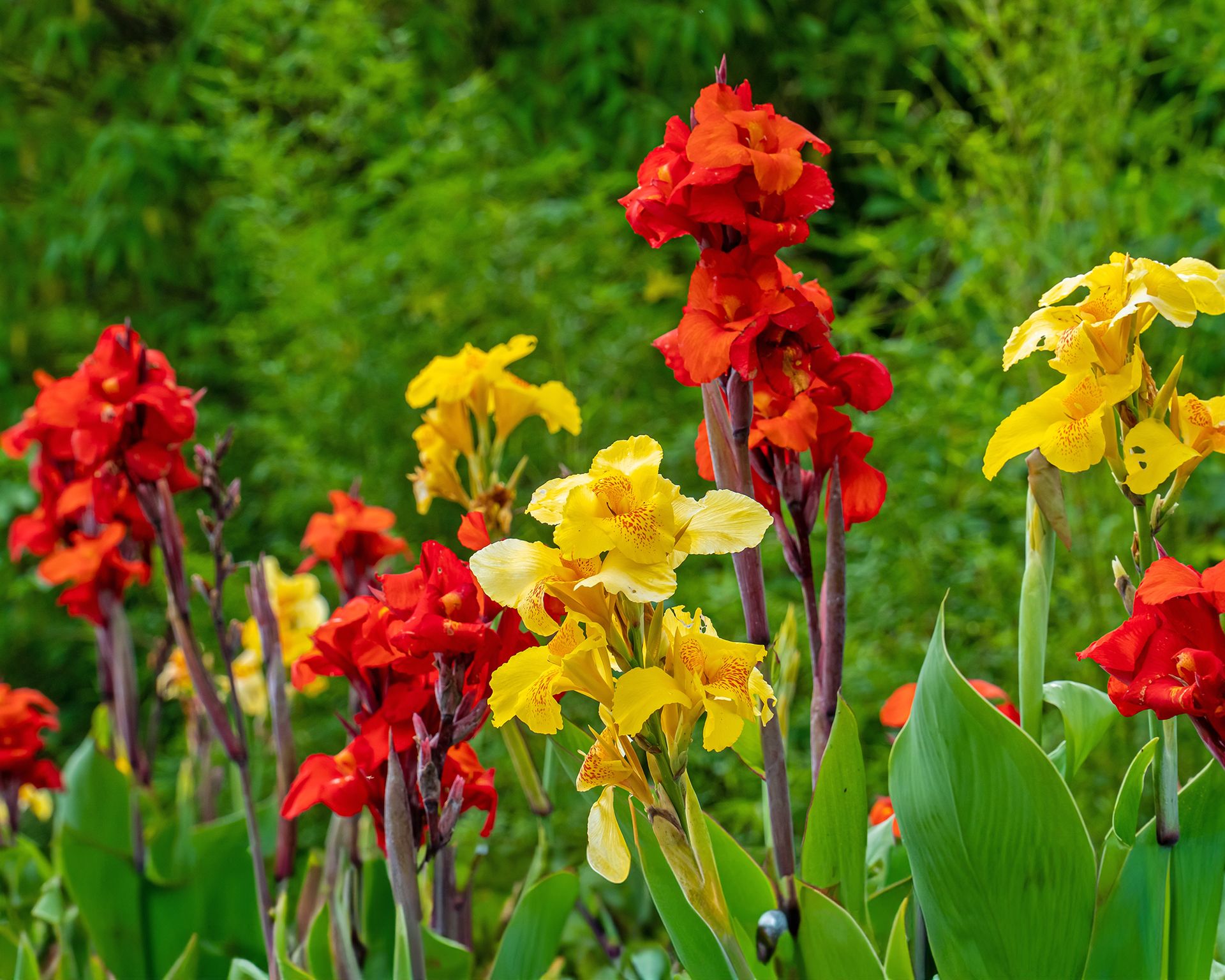 Canna lilies Yellow King Humbert and Red Velvet growing in the garden