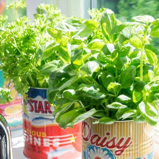 Indoor basil herb plants growing in tin pots on windowsill