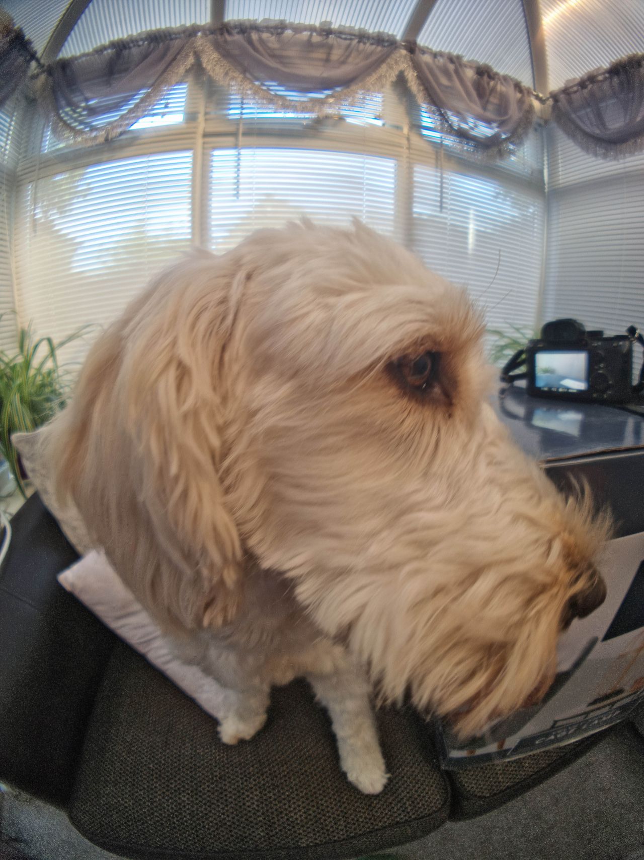 Moment Fisheye Lens Review