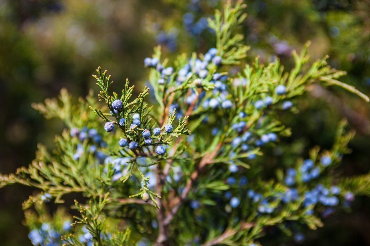 zone 8 juniper