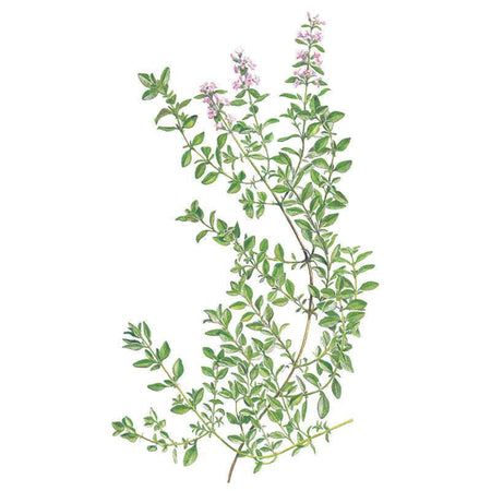 English Thyme Seeds