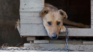 Dog chained up in backyard kennel