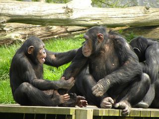 chimpanzees in the wild