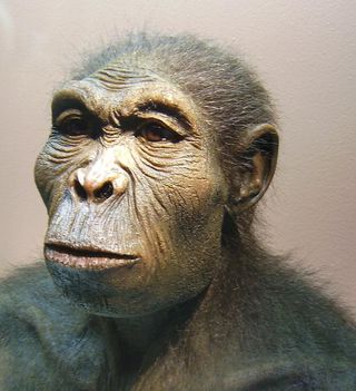 Homo habilis, human ancestors, missing link,