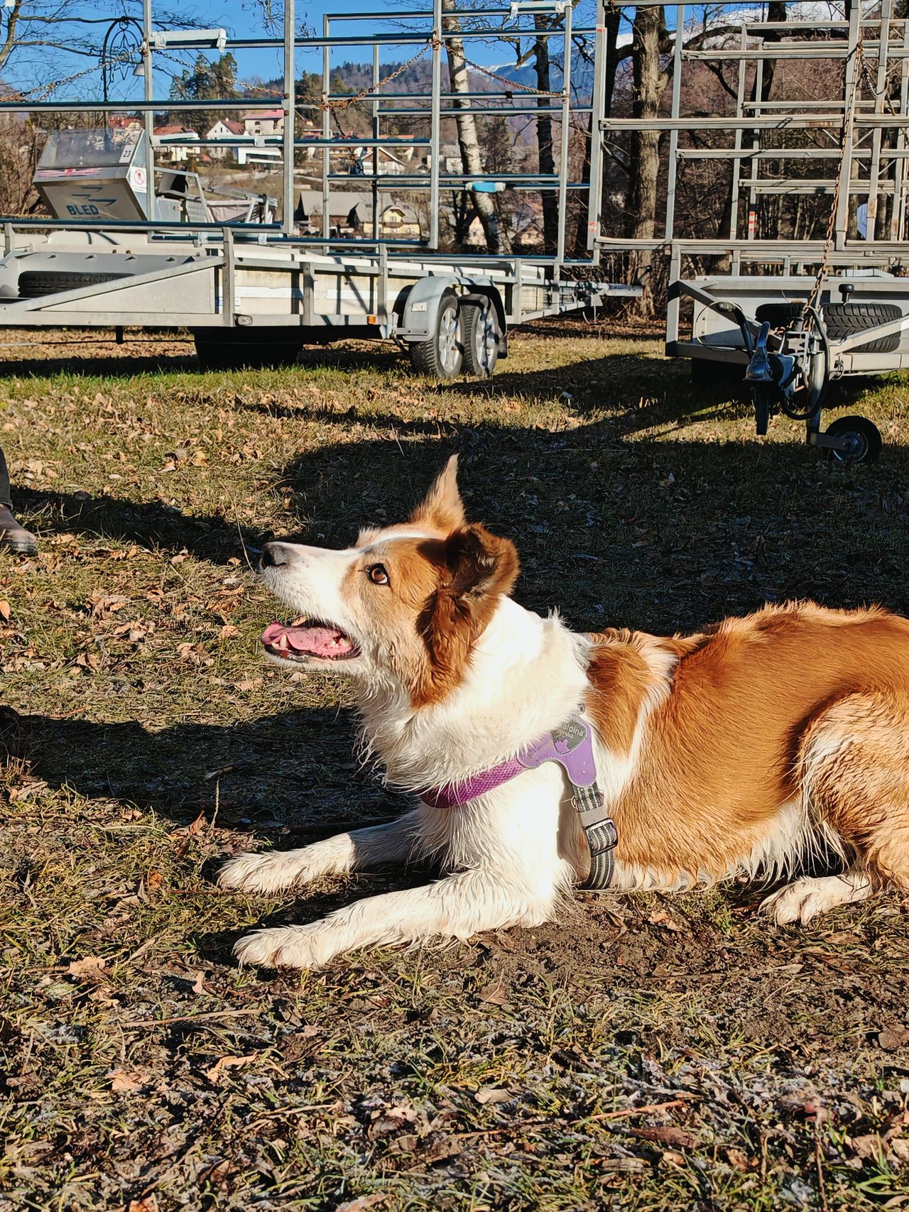 Dog laying on the ground waiting for a stick