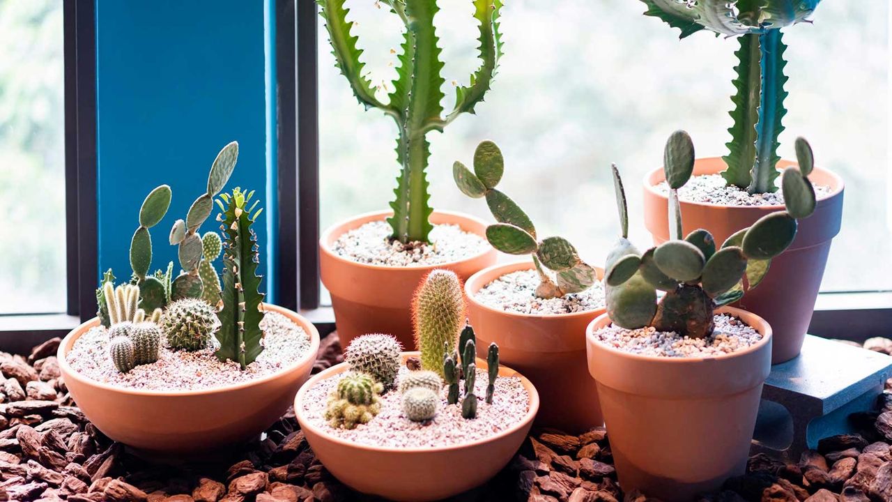 potted cacti on window sill