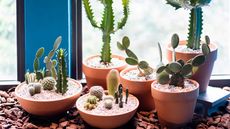 potted cacti on window sill