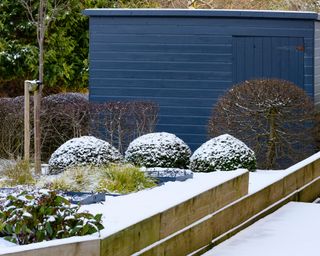 Stylish, contemporary design, landscaping & planting (topiary) on wooden raised bed by blue shed - snow covered winter garden,