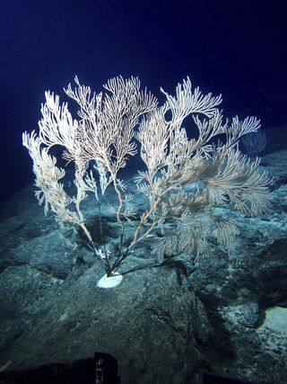 Deep sea primnoid coral