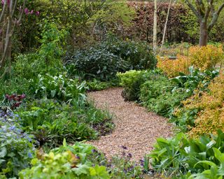 rosemary alexander spring woodland garden with mixed planting and serpentine gravel paths