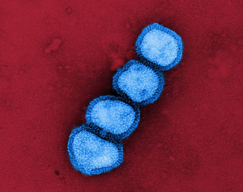 image of four flu virus particles, depicted in blue on a red background