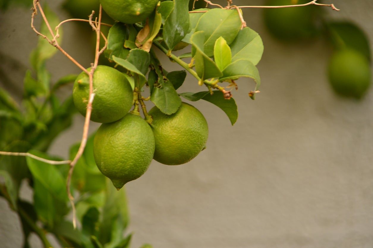 Learn How To Prune A Lime Tree Gardening Know How