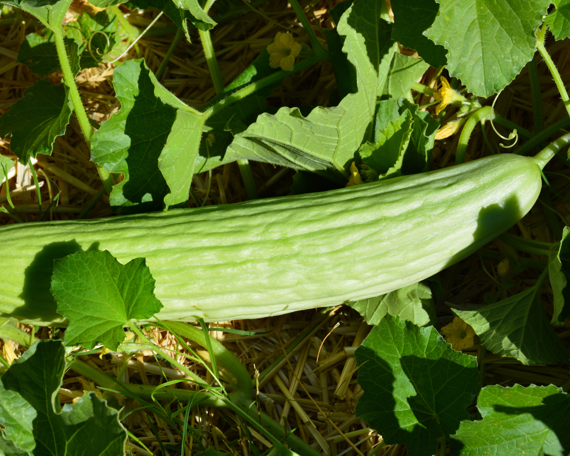 Armenian cucumber growing on a plant