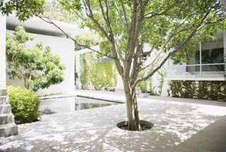 how to clean a patio: modern courtyard with small tree