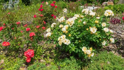 Popcorn Drift and Coral Drift roses in a backyard